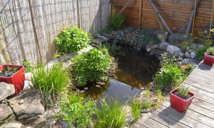 Entretien de bassins et piscines naturelles à Saint-Martin-la-Plaine - H2O Paysages