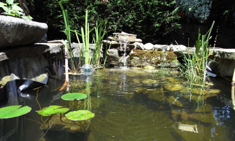 Entretien de bassins et piscines naturelles à Saint-Martin-la-Plaine - H2O Paysages